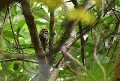Picumnus innominatus