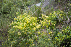 Heteropyxis natalensis