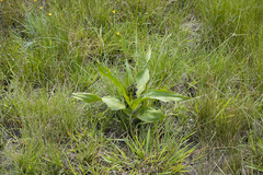 Hypoxis colchicifolia