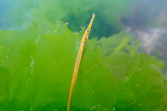 Stigmatopora nigra