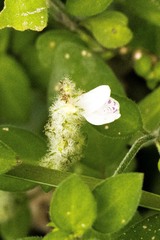 Isoglossa ciliata