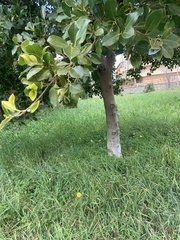 Quillaja
