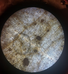 Septoria lunariae
