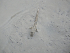 Periophthalmus modestus