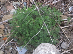 Artemisia fauriei
