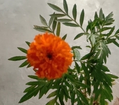 Tagetes erecta