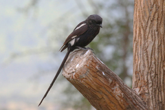 Lanius melanoleucus