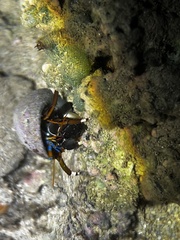 Calcinus laevimanus