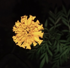 Tagetes erecta