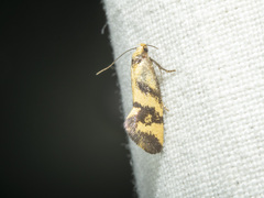 Olbonoma triptycha