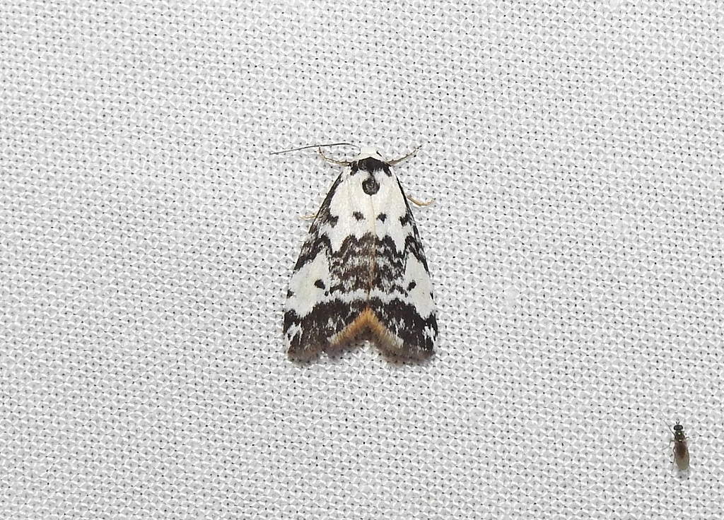 Thallarcha cosmodes