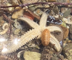 Allostichaster polyplax