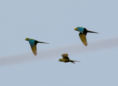 Orthopsittaca manilatus