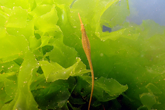 Stigmatopora nigra