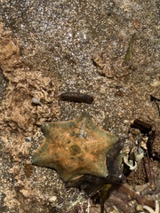 Meridiastra