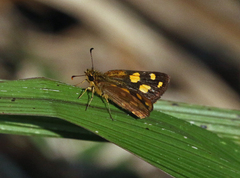 Metisella metis
