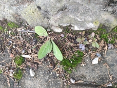 Lactuca virosa