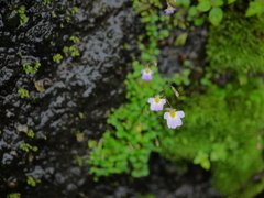Utricularia striatula