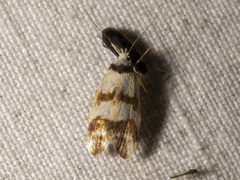 Chezala brachypepla