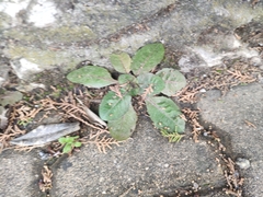 Lactuca virosa