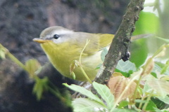 Phylloscopus xanthoschistos