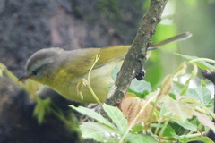 Phylloscopus xanthoschistos