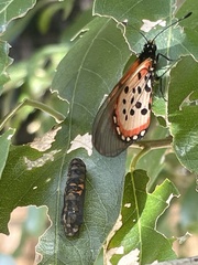 Acraea horta