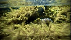 Gymnothorax undulatus