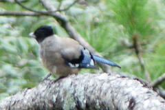 Garrulus lanceolatus