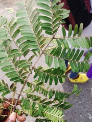 Parkia biglobosa