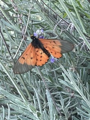 Acraea horta