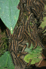 Saturniidae