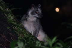 Paguma larvata