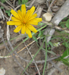 Crepis atribarba