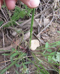 Crepis atribarba