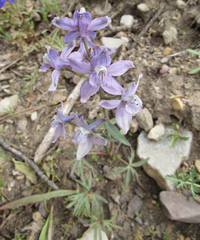Delphinium nuttallianum