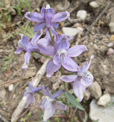 Delphinium nuttallianum