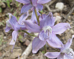 Delphinium nuttallianum