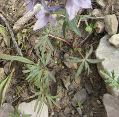 Delphinium nuttallianum