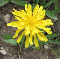 Agoseris glauca