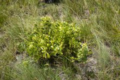 Lopholaena dregeana
