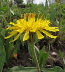 Agoseris glauca