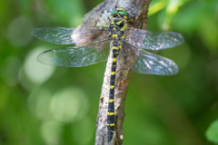 Cordulegaster bidentata