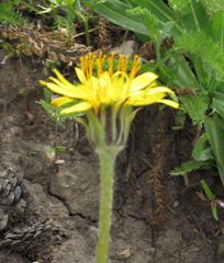 Agoseris glauca