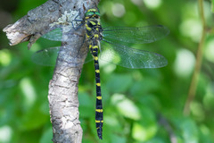 Cordulegaster bidentata