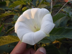Datura innoxia