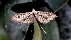 Nausinoe geometralis