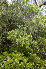 Maytenus acuminata