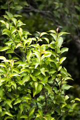 Maytenus acuminata