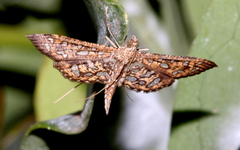 Nausinoe geometralis
